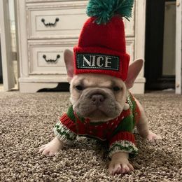 French Bulldog Puppies from Honey Bee Frenchies