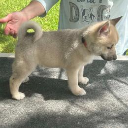 Titan - Red Collar Boy - Wheaten male Norwegian Buhund puppy in Milford, Michigan from Zodiac Ranch