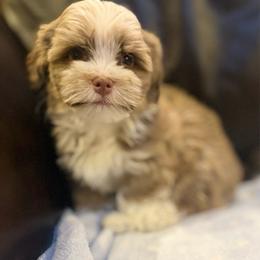 Dusty - Chocolate brindle male Havanese puppy in Lancaster, South Carolina from 3 Bs Havanese-PUPPIES with  PURPOSE