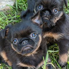 Beaucerons and Brussels Griffons from A Mes Cotes