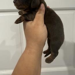 O'Duels - Chocolate and tan male Dachshund puppy in Fort Myers, Florida from Lady Margery’s Dachshunds