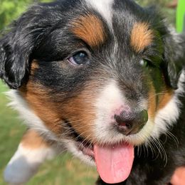 Miniature Australian Shepherds from Willow Way Mini Aussies