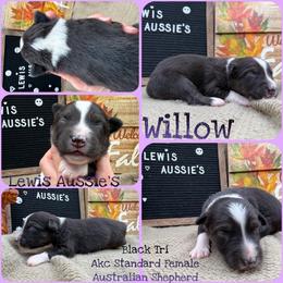 Willow - Black tri-color female Australian Shepherd puppy in Purcell, Oklahoma from Lewis Aussie’s & Corgi’s