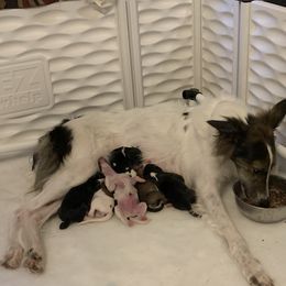 Silken Windhound Puppies from Oak Creek Silken Windhounds