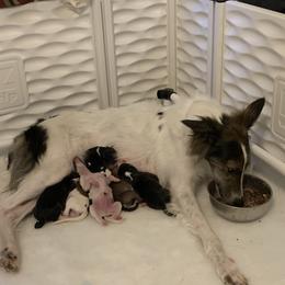 Silken Windhound Puppies from Oak Creek Silken Windhounds
