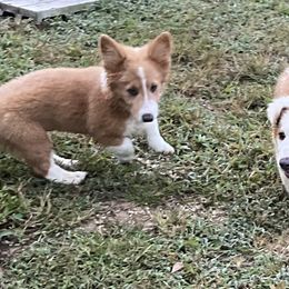 Pembroke Welsh Corgis from Bestfurends
