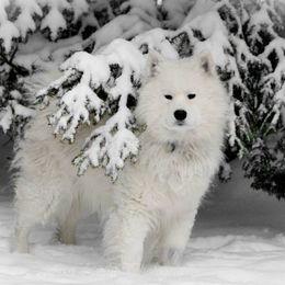 Samoyeds from First Light Samoyeds