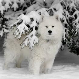 Samoyeds from First Light Samoyeds