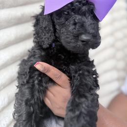 Purple Collar Girl - Black female Goldendoodle puppy in Knoxville, Tennessee from Niya’s Doodles