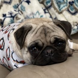 Pugs from Liz Pugs , Family Pugs