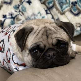 Pugs from Liz Pugs , Family Pugs