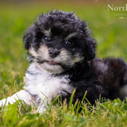 Sam - Black tri-color male Aussiedoodle puppy in Hamilton, Montana from North Lake Aussies