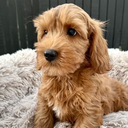 Buck - Cockapoo puppy from Darby Park Doodles