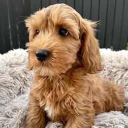 Buck - Cockapoo puppy from Darby Park Doodles