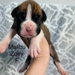 Boxer Puppies from Boxerpupziesrock