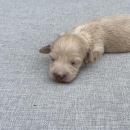 Female 3 - Cream female Dachshund puppy in Martinsville, Virginia from Rea's Doxies