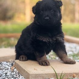 Male 1 - Bi-color male German Shepherd puppy in Pickens, South Carolina from Von Maqqedah Haus German Shepherds