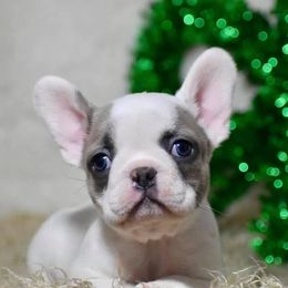 French Bulldog, Golden Retriever, and Labrador Retriever Puppies from Trigger Time Kennels