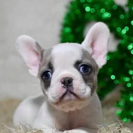 French Bulldog, Golden Retriever, and Labrador Retriever Puppies from Trigger Time Kennels