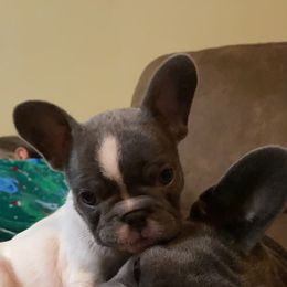 French Bulldog Puppies from Monarchy's Finest French Bulldogs