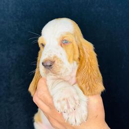 Black - Lemon and white male Basset Hound puppy in Justin, Texas from S&G's Bassets