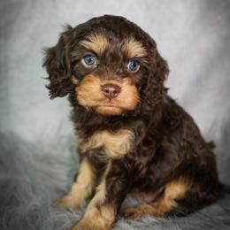 Cavapoo Puppies from WW Cavapoos