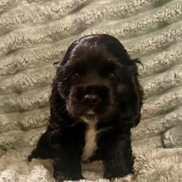 Tennessee - Black and white female Cocker Spaniel puppy in Sumter, South Carolina from Cocker Eclipse In Home Kennel