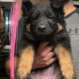 Pink - Black and tan female German Shepherd puppy in Fort Wayne, Indiana from AA Kennel