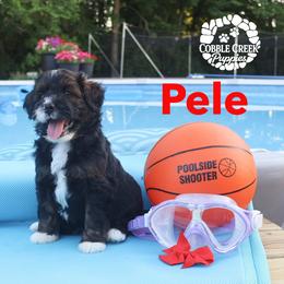 Pele - Phantom male Bernedoodle puppy in Heyworth, Illinois from Cobble Creek Puppies