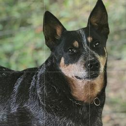 Shine - Australian Cattle Dog