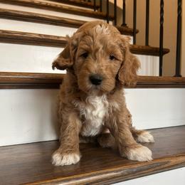 Buster - Apricot male Goldendoodle puppy in New Waverly, Texas from C.P. Puppy Buddies