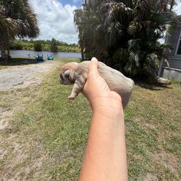 Girl 1 - Lilac tri-color female Bulldog puppy in Hobe Sound, Florida from Amanda’s Bullies