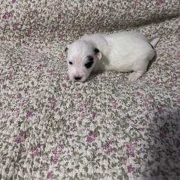 Bubbles - Black and white male Coton de Tulear puppy in Timber, Oregon from Sterling’s Sweet Cotons