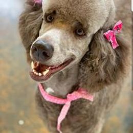 lola - Poodle