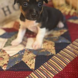 Moon - Black and white female Teddy Roosevelt Terrier puppy in Cumming, Georgia from Barnett’s Rambling Terriers