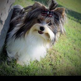 Biewer Terrier Puppies from Imperial BabyDoll Biewers