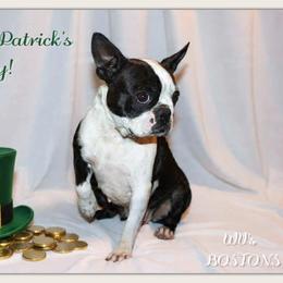 RAIN - Boston Terrier