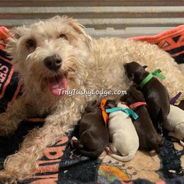 Miniature Schnauzer and Yorkshire Terrier Puppies from Tiny Tushy Lodge