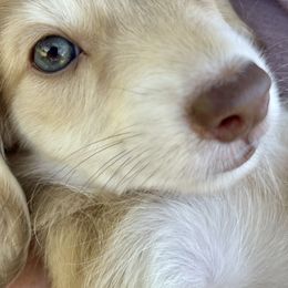 Dachshund Puppies from Island Farms Mimi’s Dachshunds Florida