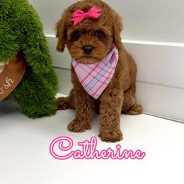 Catherine - Red female Cavapoo puppy in Buford, Georgia from Petite Posh Puppies