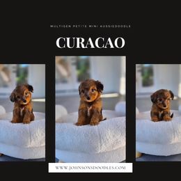 Curacao - Red merle female Aussiedoodle puppy in North Royalton, Ohio from Johnson's Doodles