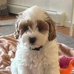 Cavapoos, Cockapoos, and Goldendoodles from Forest Creek Kennel