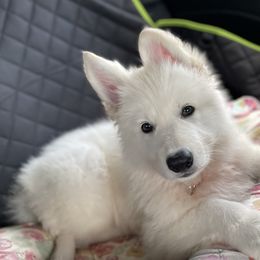 Boy 2 - White Berger Blanc Suisse puppy in Aiea, Hawaii from Hula Moon Berger Blanc Suisse