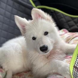 Boy 2 - White Berger Blanc Suisse puppy in Aiea, Hawaii from Hula Moon Berger Blanc Suisse
