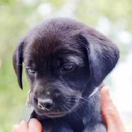 Silver Girl - Black female Labrador Retriever puppy in Linville, Virginia from Virginia Labradors