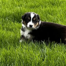 Boy 5 - Black tri-color Australian Shepherd puppy in Somonauk, Illinois from Shellyn’s Australian Shepherds