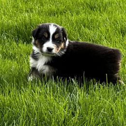 Boy 5 - Black tri-color Australian Shepherd puppy in Somonauk, Illinois from Shellyn’s Australian Shepherds