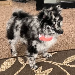 Oreo - Pomeranian