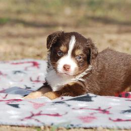 Miniature Australian Shepherd Puppies from Another Day Kennel at Cassel Ranch