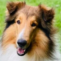 ROMAN - Old Time Scotch Collie